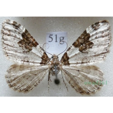Xanthorhoe fluctuata (Linnaeus, 1758) Paśnik chrzaniak Czech51g